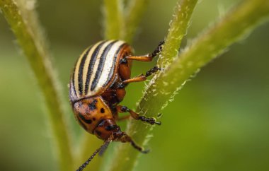 Colorado patates böceği patates filizleri üzerinde yürüyor.