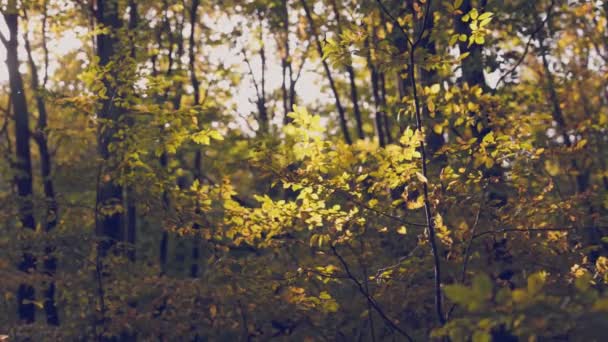 Деревья Опавшими Листьями Лесу — стоковое видео