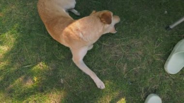 Köpek yeşil bir çimenlikte dinleniyor, yakından vurulmuş.