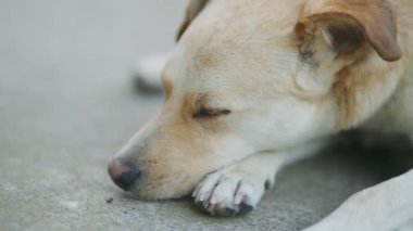 Melez köpek yerde yatar, periyodik olarak gözlerini kapatır.