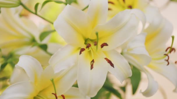 Flowers Yellow Lilies Close — Stock Video