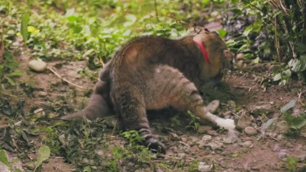 Bitwa Koty Zidentyfikować Przywódcę Walka Władzę — Wideo stockowe