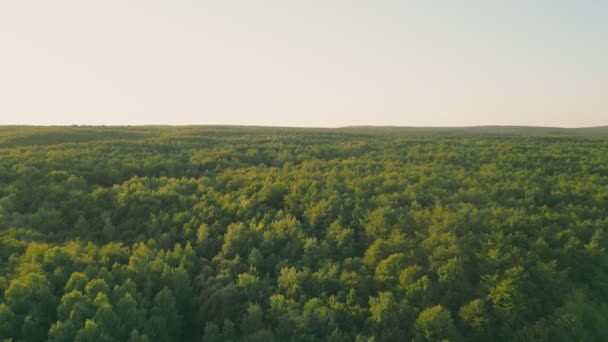 Summer Forest Birds Eye View Shooting Copter — Stock Video
