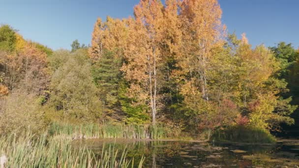 Detailní Záběr Jezero Podzimním Lese — Stock video