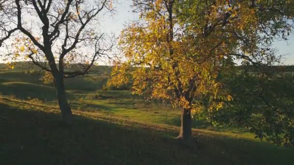Große Walnussbäume Herbst Vor Dem Hintergrund Der Untergehenden Sonne — Stockvideo