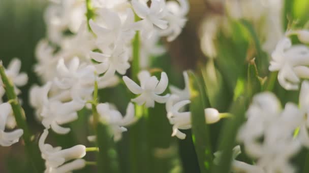 Close Shot White Hyacinth Flowers — Stock Video