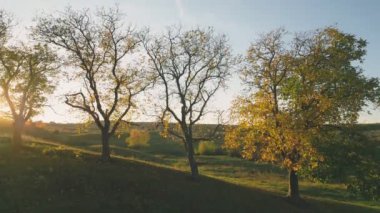 Sonbaharda batan güneşin zeminine karşı büyük ceviz ağaçları