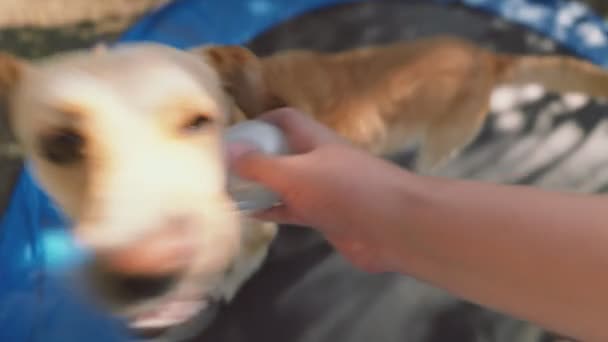 Hund Sitter Studsmatta Med Sin Ägare — Stockvideo