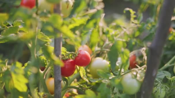 Rijpe Tomaten Moestuin Avonds — Stockvideo