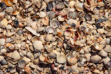 Deniz kabuklarının kıyı manzarasındaki dokusu