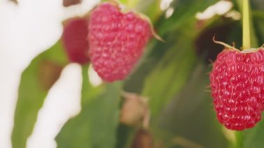 Kırmızı renkli araba yakın çekim, makro