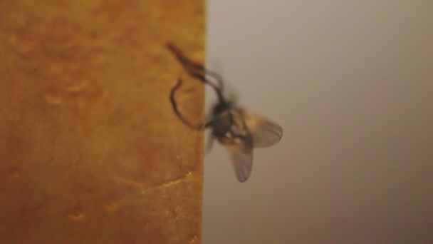 Μύγα Προσπαθεί Ξεκολλήσει Από Την Παγίδα Κοντά — Αρχείο Βίντεο