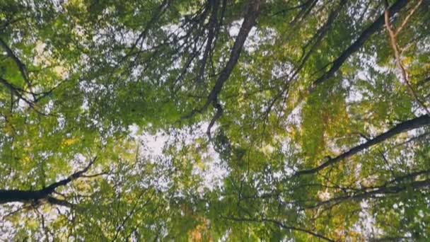 Ormandaki Yeşil Ağaçların Tepeleri Aşağıdan Yukarıya Doğru Çekilmiş — Stok video