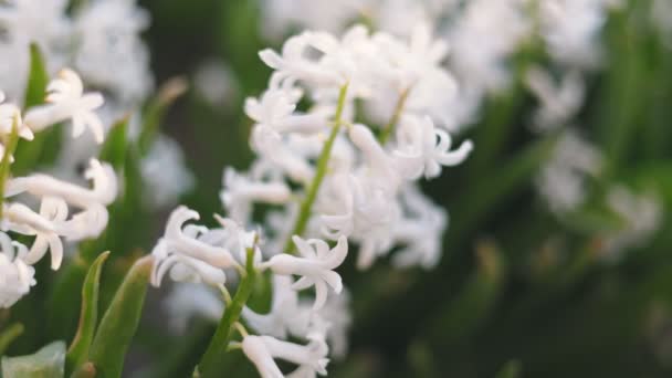 Крупним Планом Знімок Білих Квітів Гіацинта — стокове відео