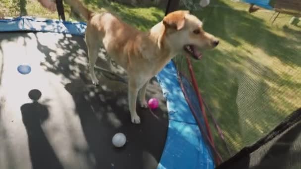 Σκύλος Κάθεται Ένα Τραμπολίνο Τον Ιδιοκτήτη Του — Αρχείο Βίντεο