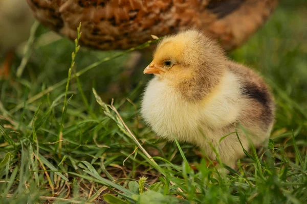 Маленький Цыпленок Ходит Траве — стоковое фото