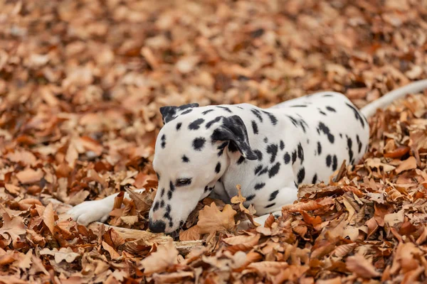 a young Dalmatian dog in the autumn forest plays with a club