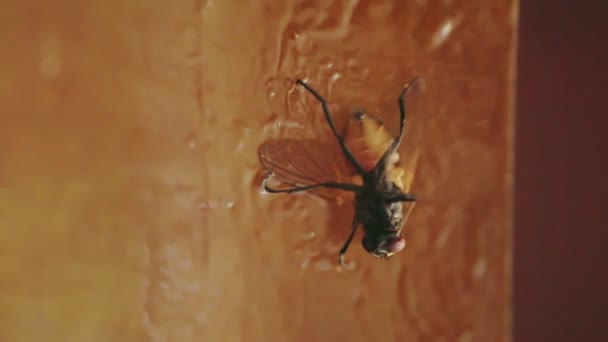 Sinek Sinekkapanından Uzaklaşmaya Çalışır — Stok video