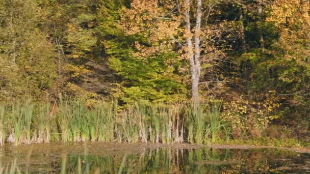 Крупним Планом Знімок Озера Осінньому Лісі — стокове відео