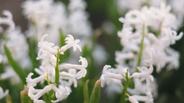 Närbild Skott Vita Hyacint Blommor — Stockvideo