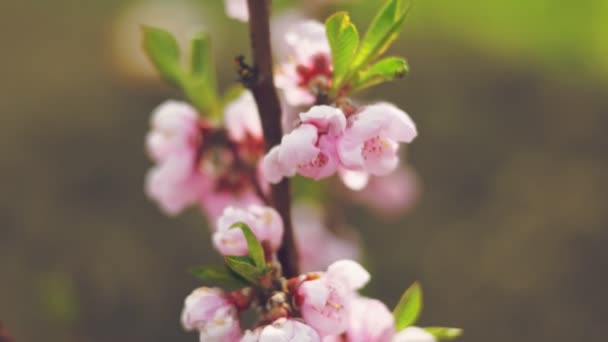 桃の花が野菜園に近づいている — ストック動画