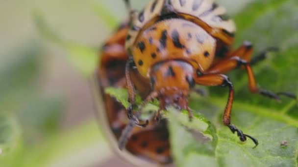Colorado Potato Escarabajo Come Brotes Patata Macrofotografía — Vídeos de Stock