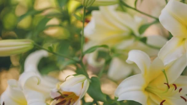 Bloemen Gele Lelies Close — Stockvideo