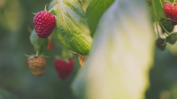 Червона Малина Крупним Планом Овочевому Саду — стокове відео