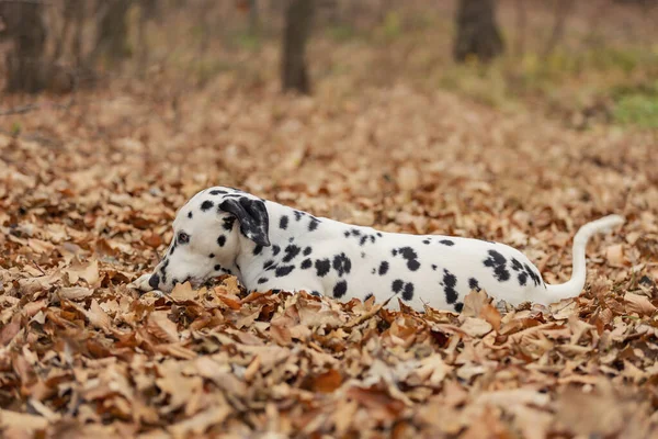 a young Dalmatian dog in the autumn forest plays with a club