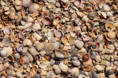 Deniz kabuklarının kıyı manzarasındaki dokusu