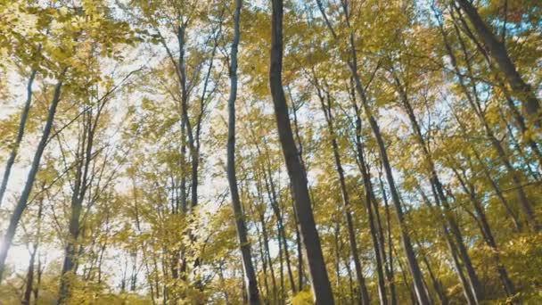 Drzewa Opadłymi Liśćmi Lesie — Wideo stockowe