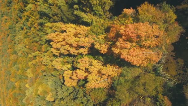 秋の森の湖のクローズアップショット — ストック動画