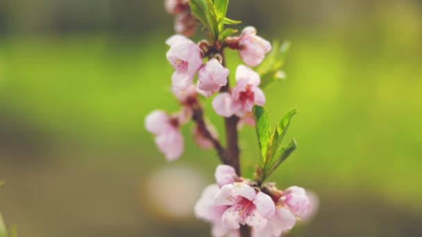 Персикові Квіти Крупним Планом Овочевих Садах — стокове відео