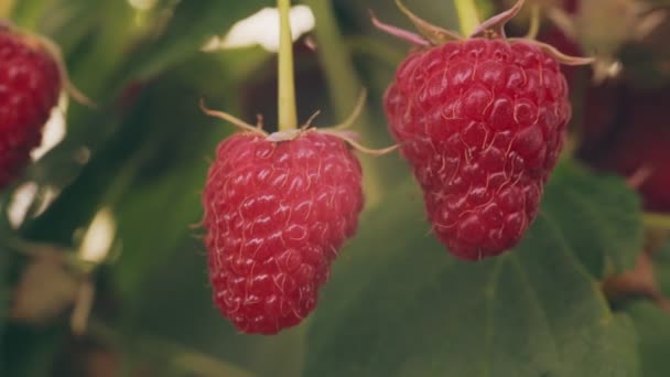 Ripe Red Raspberries Close Bushes — Stock Video