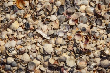 Deniz kabuklarının kıyı manzarasındaki dokusu