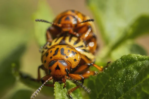 Colorado Aardappelkevers Paren Bladeren Van Groene Aardappelen — Stockfoto