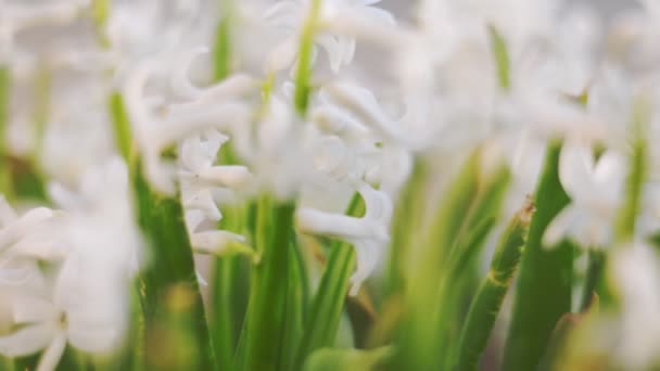 Närbild Skott Vita Hyacint Blommor — Stockvideo