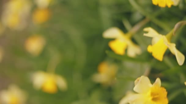 Close Yellow Daffodils Shallow Depth Field — Stock Video