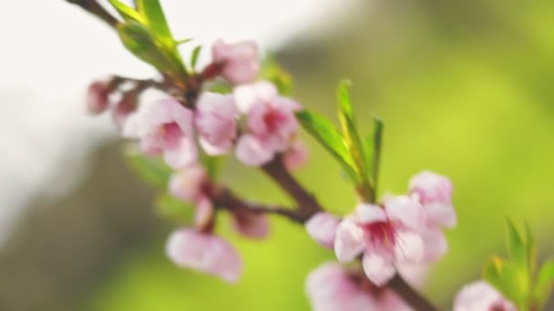 Pfirsichblüten Aus Nächster Nähe Gemüsegarten — Stockvideo