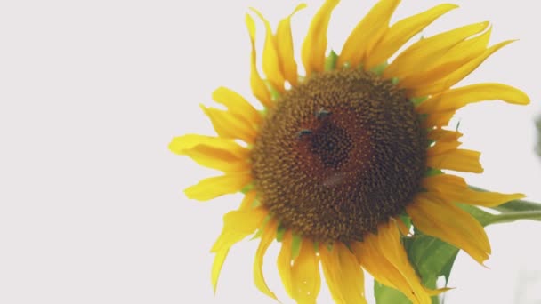 Квітучий Соняшник Крупним Планом Тлі Заходу Сонця Неба — стокове відео