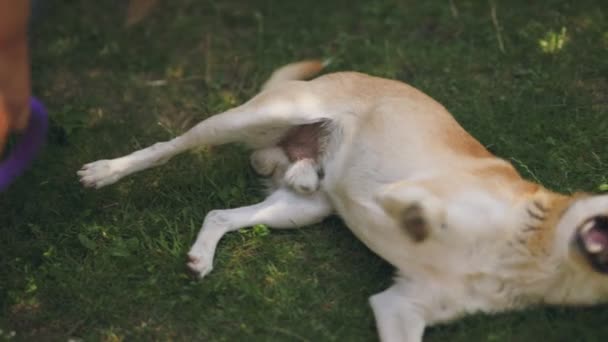 Gele Hond Een Achtergrond Van Groen Gras — Stockvideo