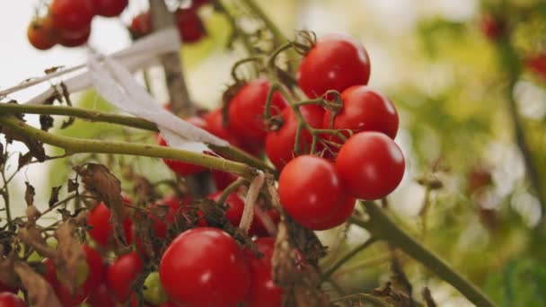 Veel Rijpe Tomaten Tuin — Stockvideo