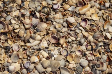 Deniz kabuklarının kıyı manzarasındaki dokusu