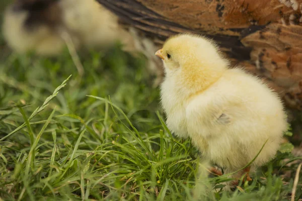 小さな鶏が草の上を歩いている — ストック写真