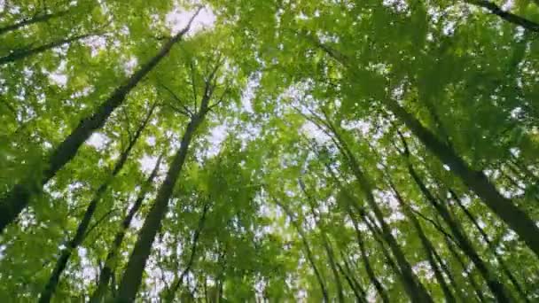 森の中の緑の木の頂上は 下から撮影されました — ストック動画