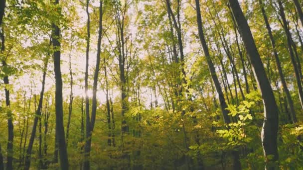 Bäume Mit Umgestürzten Blättern Wald — Stockvideo