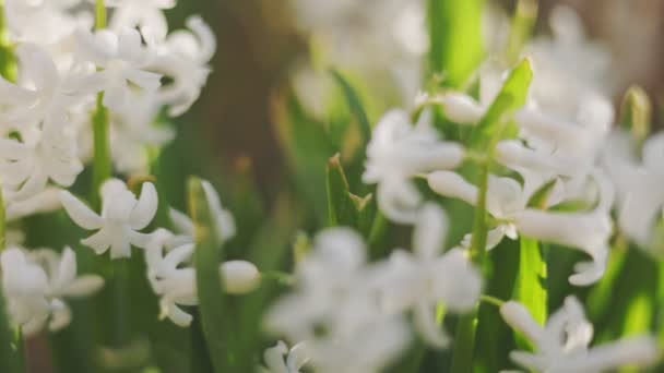 Крупним Планом Знімок Білих Квітів Гіацинта — стокове відео