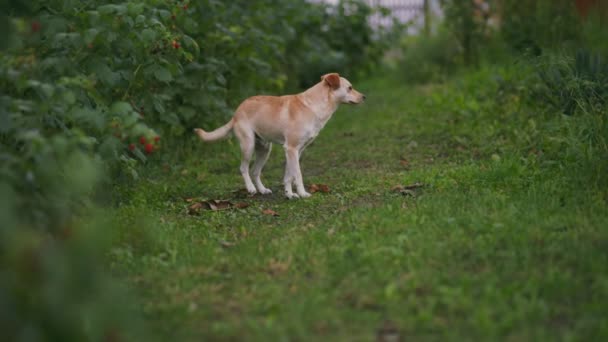 Желтая Собака Фоне Зеленой Травы — стоковое видео