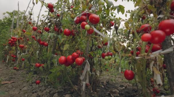 Πολλές Ώριμες Ντομάτες Στον Κήπο — Αρχείο Βίντεο