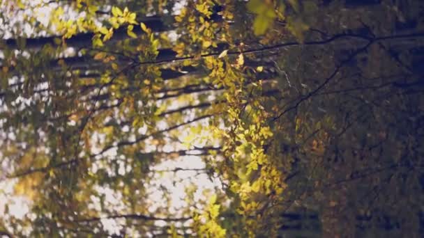 森に落ちた葉のある木々 — ストック動画